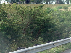 Vachellia karroo
