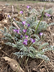 Astragalus leucolobus
