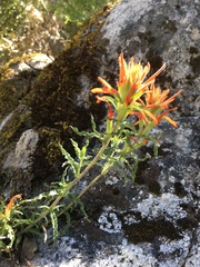 Castilleja disticha