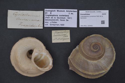 Cuvier Tropid Snail