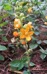 Alectra orobanchoides