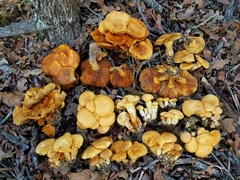 Gymnopilus junonius