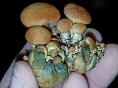 Gymnopilus junonius
