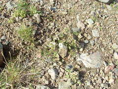 Cerastium nigrescens arcticum