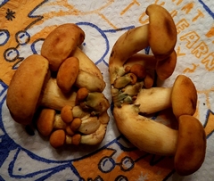 Gymnopilus junonius