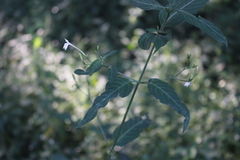 Rhinacanthus gracilis