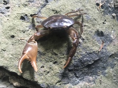 Pseudothelphusa dugesi