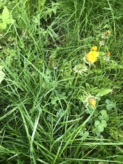 Taraxacum officinale