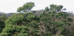 Acacia mearnsii