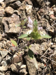 Acanthomintha lanceolata