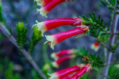 Erica versicolor