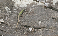 Podarcis muralis