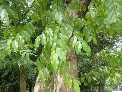 Pterocarpus vidalianus