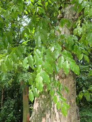 Pterocarpus vidalianus