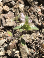 Acanthomintha lanceolata