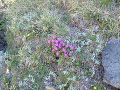 Rhododendron lapponicum