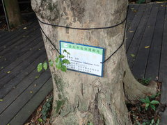 Pterocarpus vidalianus