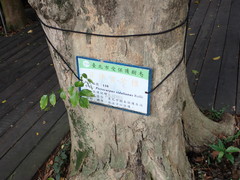 Pterocarpus vidalianus