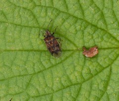 Kleidocerys privignus