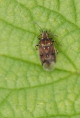 Kleidocerys privignus