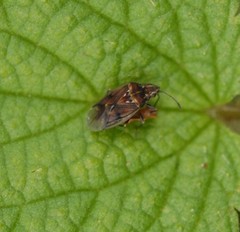 Kleidocerys privignus