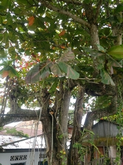 Terminalia catappa