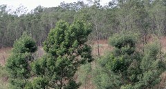 Acacia mearnsii