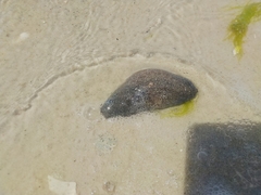 Sclerodactyla briareus