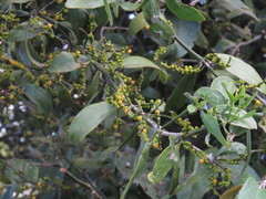 Phoradendron quadrangulare