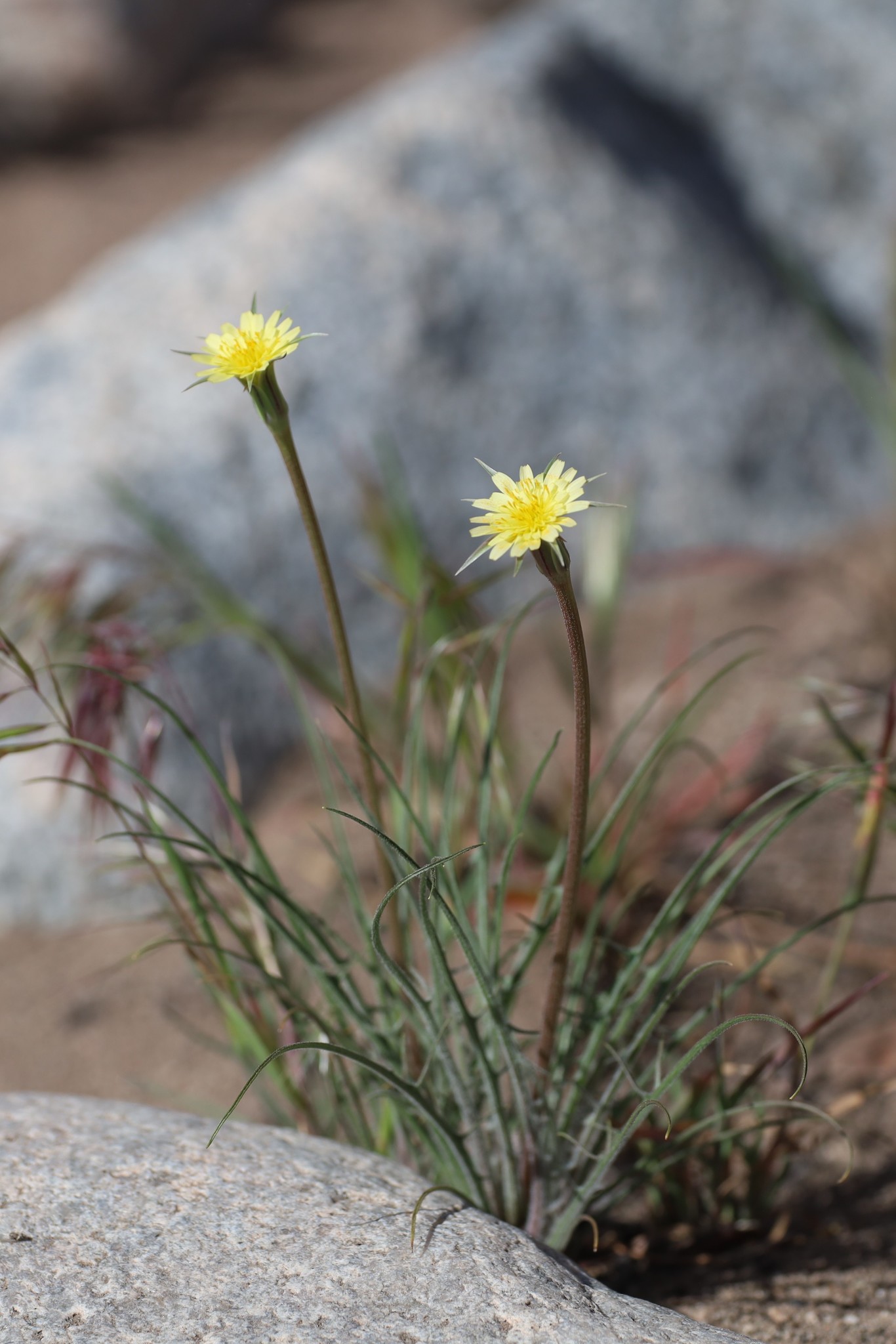 Uropappus lindleyi