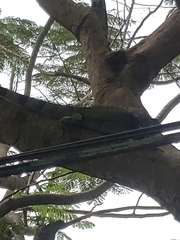 Iguana iguana