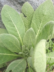 Verbascum thapsus