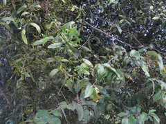 Phoradendron quadrangulare