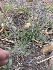 Castilleja montigena