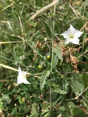 Convolvulus hermanniae