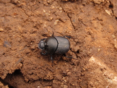 Onthophagus verticicornis
