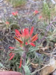 Castilleja montigena