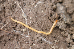 Geophilus proximus