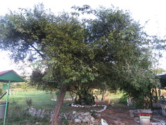 Phoradendron quadrangulare