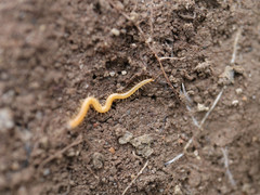 Geophilus proximus