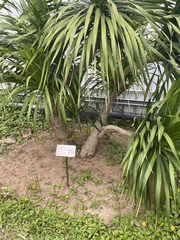 Dracaena cochinchinensis