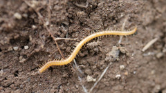 Geophilus proximus