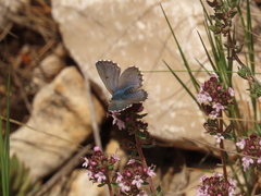 Pseudophilotes panoptes