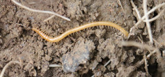 Geophilus proximus