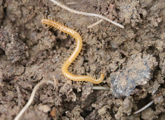 Geophilus proximus