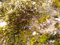 Astylus aulicus