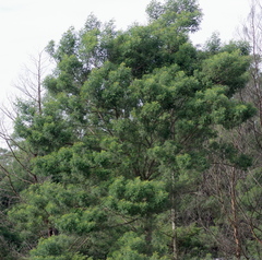 Acacia mearnsii