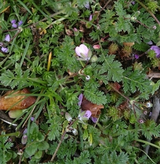 Erodium cicutarium