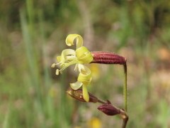 Silene nutans