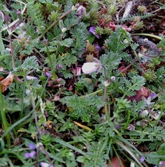 Erodium cicutarium